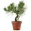 Pinus thunbergii, 28 cm, ± 15 jaar oud