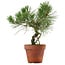 Pinus thunbergii, 28 cm, ± 15 years old
