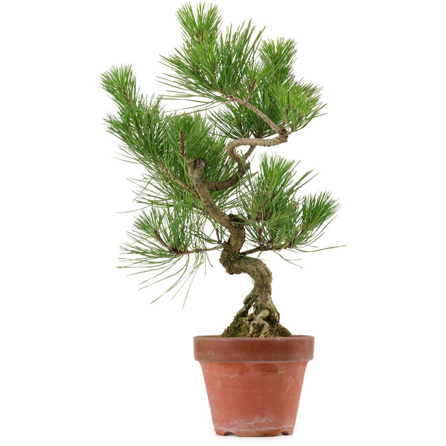 Pinus thunbergii, 37 cm, ± 15 jaar oud