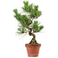 Pinus thunbergii, 37 cm, ± 15 ans