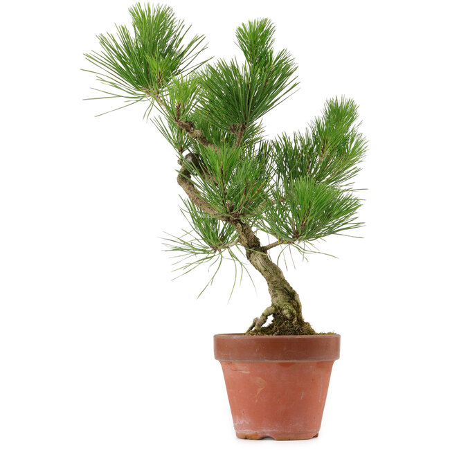 Pinus thunbergii, 37 cm, ± 15 years old