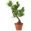 Pinus thunbergii, 37 cm, ± 15 anni