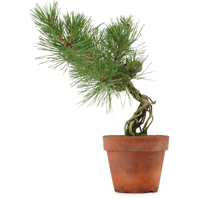 Pinus thunbergii, 28 cm, ± 15 Jahre alt