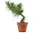 Pinus thunbergii, 28 cm, ± 15 años de edad