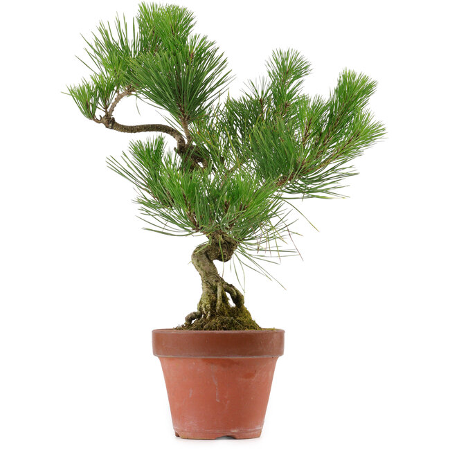 Pinus thunbergii, 37 cm, ± 15 ans