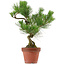 Pinus thunbergii, 37 cm, ± 15 Jahre alt