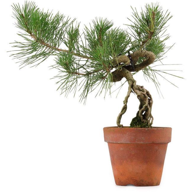 Pinus thunbergii, 28 cm, ± 15 años de edad