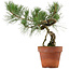 Pinus thunbergii, 28 cm, ± 15 años de edad