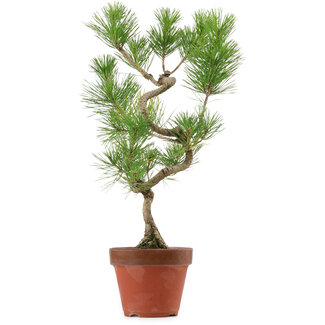 Pinus thunbergii, 48 cm, ± 15 Jahre alt