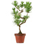 Pinus thunbergii, 48 cm, ± 15 anni