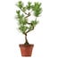 Pinus thunbergii, 48 cm, ± 15 years old