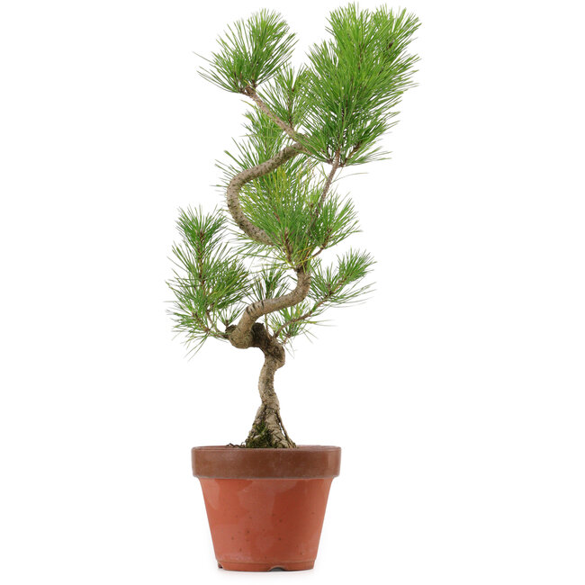 Pinus thunbergii, 48 cm, ± 15 jaar oud