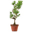 Pinus thunbergii, 48 cm, ± 15 Jahre alt