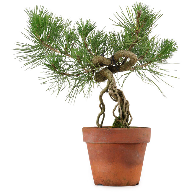 Pinus thunbergii, 28 cm, ± 15 ans