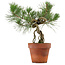 Pinus thunbergii, 28 cm, ± 15 ans