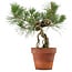 Pinus thunbergii, 28 cm, ± 15 years old