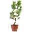 Pinus thunbergii, 48 cm, ± 15 jaar oud