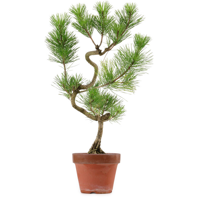 Pinus thunbergii, 48 cm, ± 15 years old