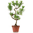 Pinus thunbergii, 48 cm, ± 15 anni