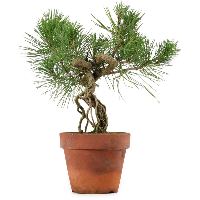 Pinus thunbergii, 28 cm, ± 15 años de edad