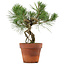 Pinus thunbergii, 28 cm, ± 15 anni