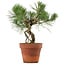 Pinus thunbergii, 28 cm, ± 15 years old