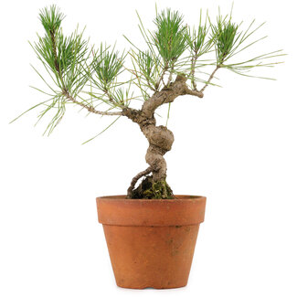 Pinus thunbergii, 23 cm, ± 15 años de edad