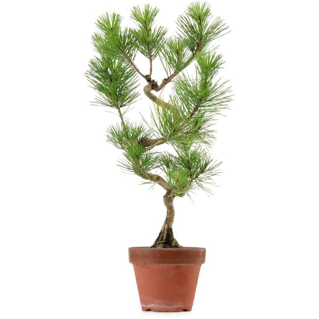 Pinus thunbergii, 48 cm, ± 15 anni