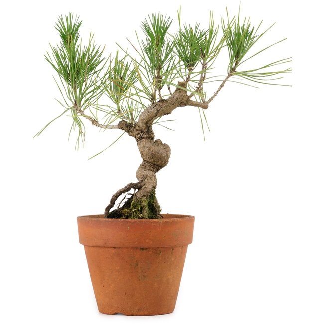 Pinus thunbergii, 23 cm, ± 15 jaar oud