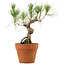 Pinus thunbergii, 23 cm, ± 15 jaar oud
