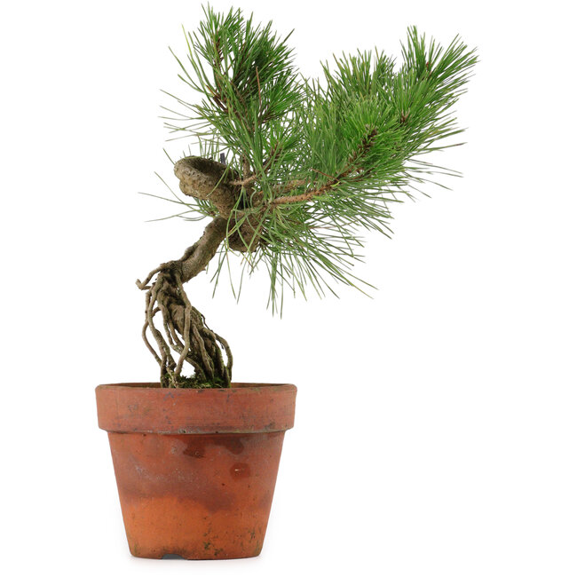 Pinus thunbergii, 28 cm, ± 15 Jahre alt