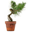 Pinus thunbergii, 28 cm, ± 15 jaar oud