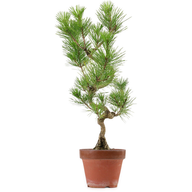 Pinus thunbergii, 48 cm, ± 15 anni