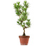 Pinus thunbergii, 48 cm, ± 15 Jahre alt