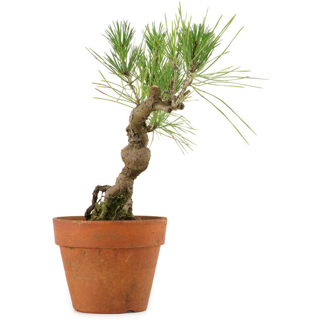 Pinus thunbergii, 23 cm, ± 15 years old