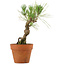 Pinus thunbergii, 23 cm, ± 15 Jahre alt
