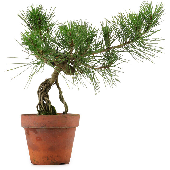 Pinus thunbergii, 28 cm, ± 15 years old