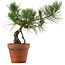 Pinus thunbergii, 28 cm, ± 15 ans