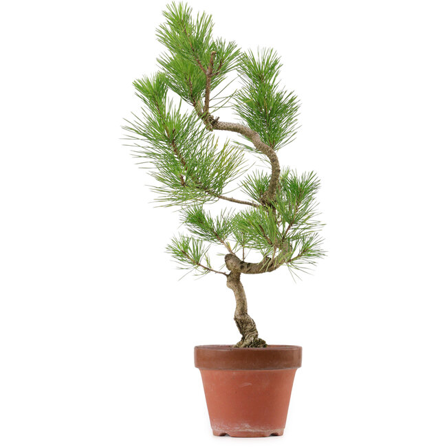Pinus thunbergii, 48 cm, ± 15 anni