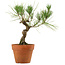 Pinus thunbergii, 23 cm, ± 15 anni
