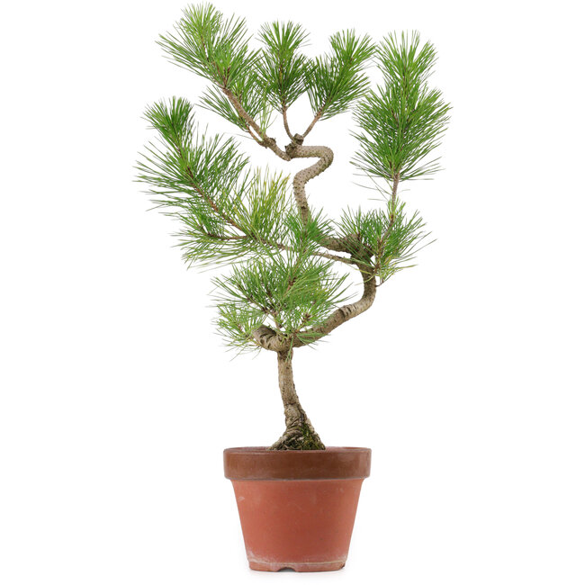 Pinus thunbergii, 48 cm, ± 15 jaar oud