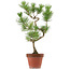 Pinus thunbergii, 48 cm, ± 15 años de edad