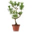 Pinus thunbergii, 48 cm, ± 15 years old