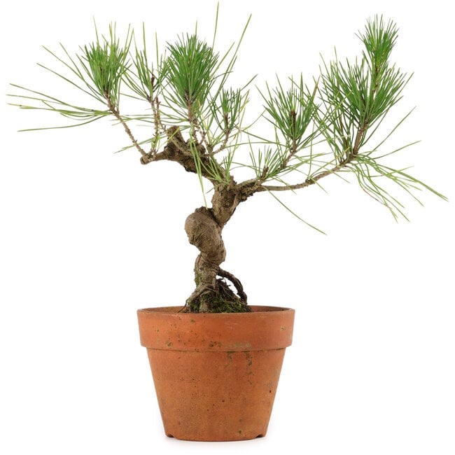 Pinus thunbergii, 23 cm, ± 15 años de edad