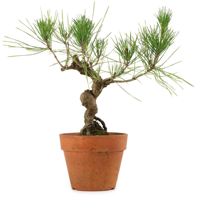Pinus thunbergii, 23 cm, ± 15 Jahre alt