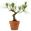 Pinus thunbergii, 23 cm, ± 15 anni