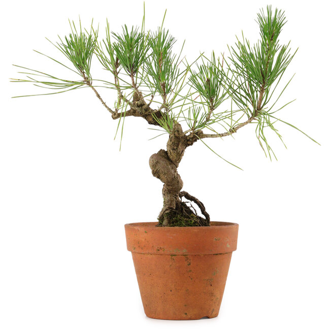 Pinus thunbergii, 23 cm, ± 15 Jahre alt