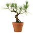 Pinus thunbergii, 23 cm, ± 15 Jahre alt