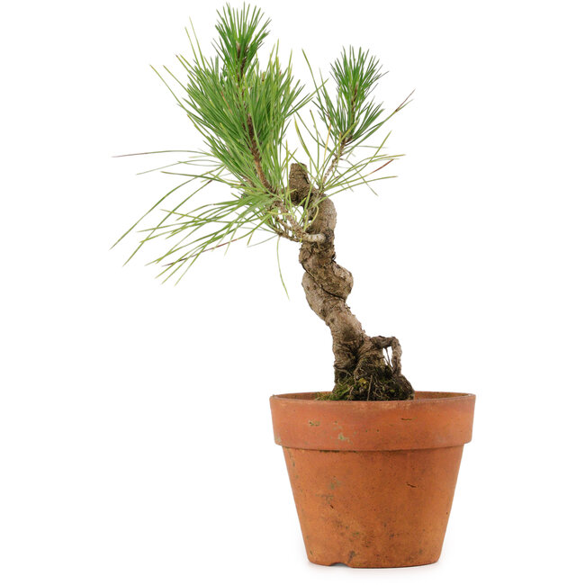 Pinus thunbergii, 23 cm, ± 15 jaar oud