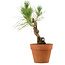 Pinus thunbergii, 23 cm, ± 15 jaar oud